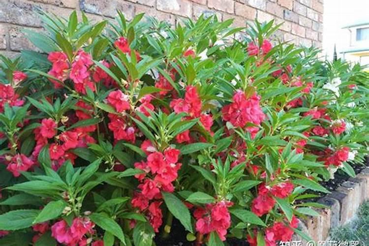 凤仙花施肥和浇水要领,施肥多了怎么办