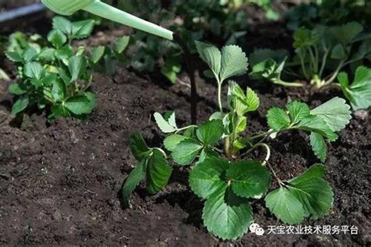 草莓根腐病的防治方法