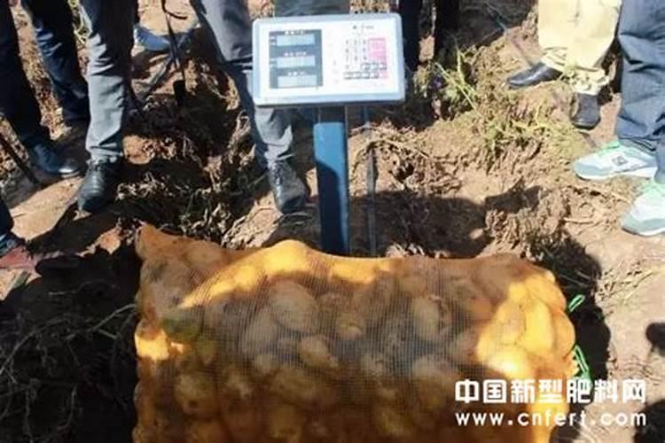 茄子喷花的正确方法