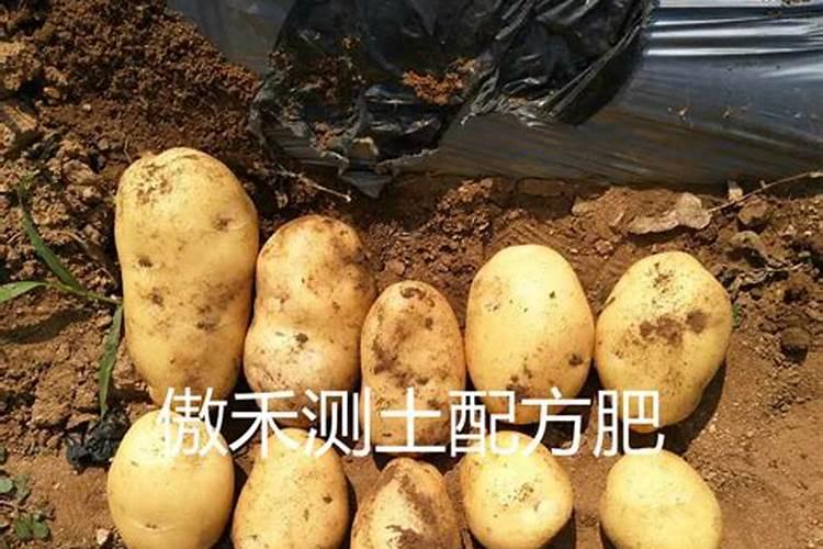 控释肥一次给多少