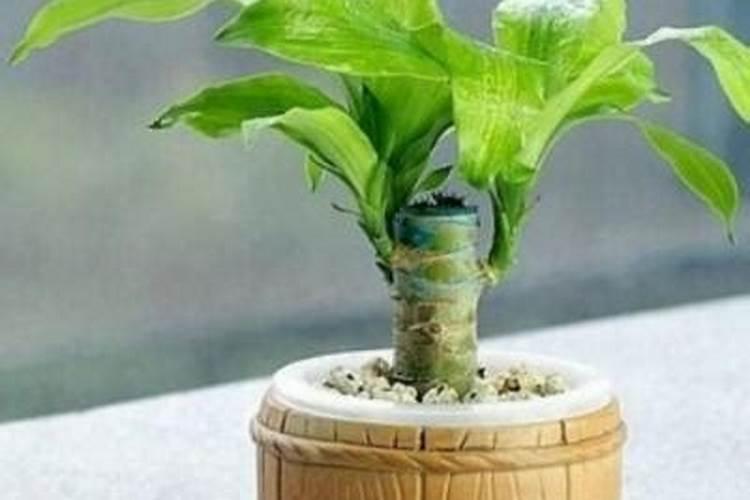 植物缺钾怎么补充。除了买钾肥,还能用什么办法解决？