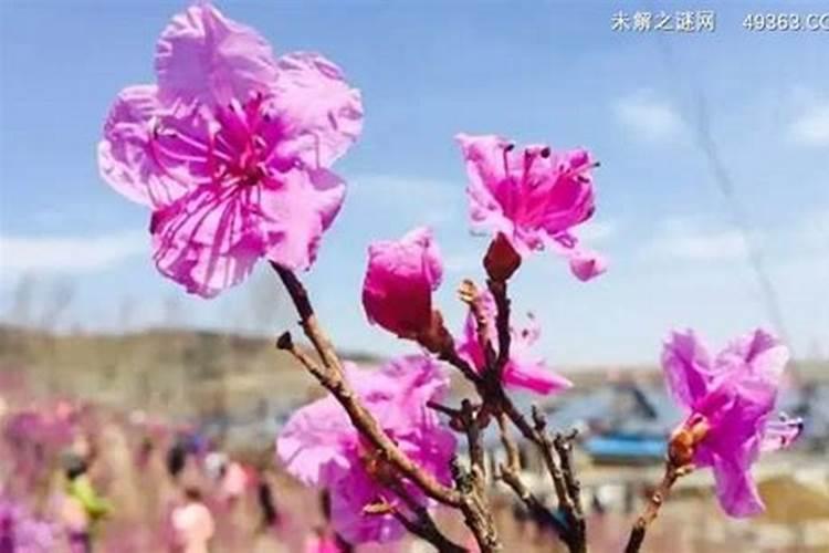 金达莱花怎么养殖方法