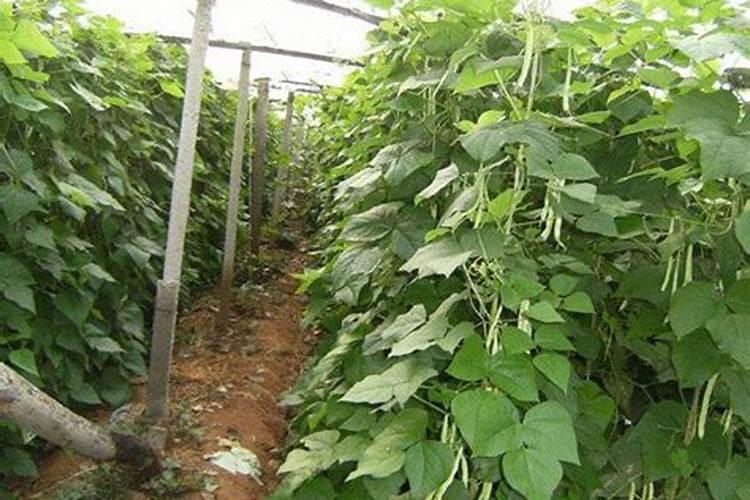 种豆角,农民做到哪几点,豆角摘完一茬又一茬？