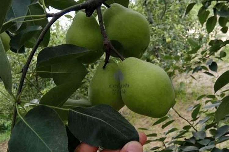 7月种植的虹豆什么时候收获
