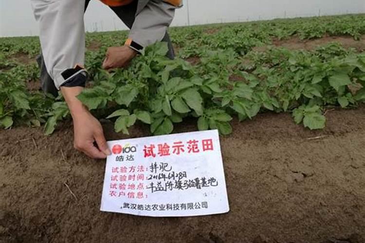 马铃薯肥料用量多少为宜 如何把握马铃薯肥料的用量