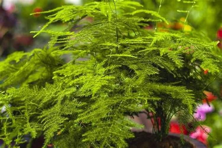 文竹需要哪些肥料