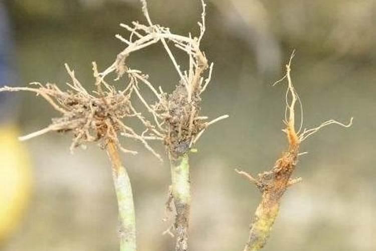 怎样使果树根系发达？