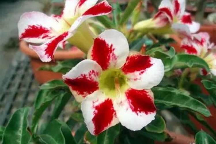 菜籽油渣能直接养花吗