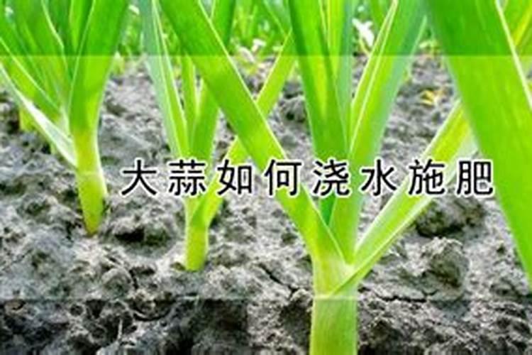 大蒜喷施什么蒜头最大？