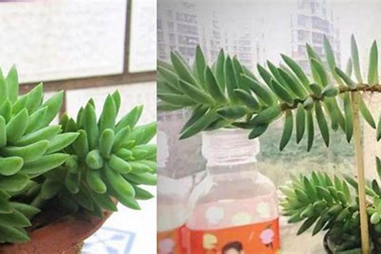 多肉植物如何施肥,多肉植物肥料自制方法