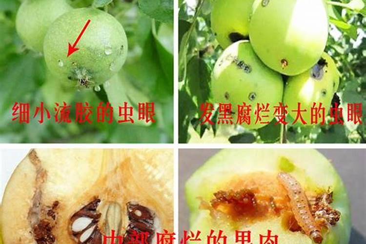 大果山楂用什么叶面肥