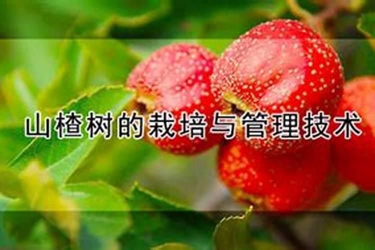 山楂膨大打什么药最好