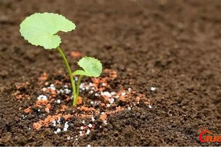 钾肥的作用 钾肥简介