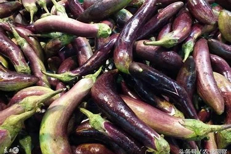 茄子膨果追什么肥
