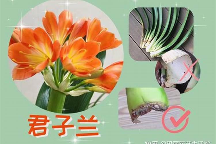 君子兰能浇磷酸二氢钾吗？