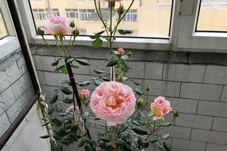 种花用什么肥料比较好