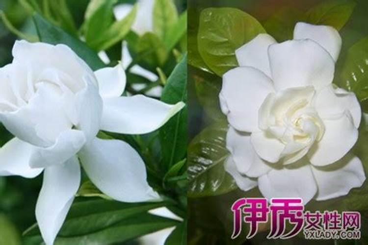 栀子花施肥过量怎么办？