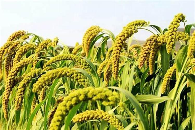 谷子灌浆时冲钾肥可以吗？