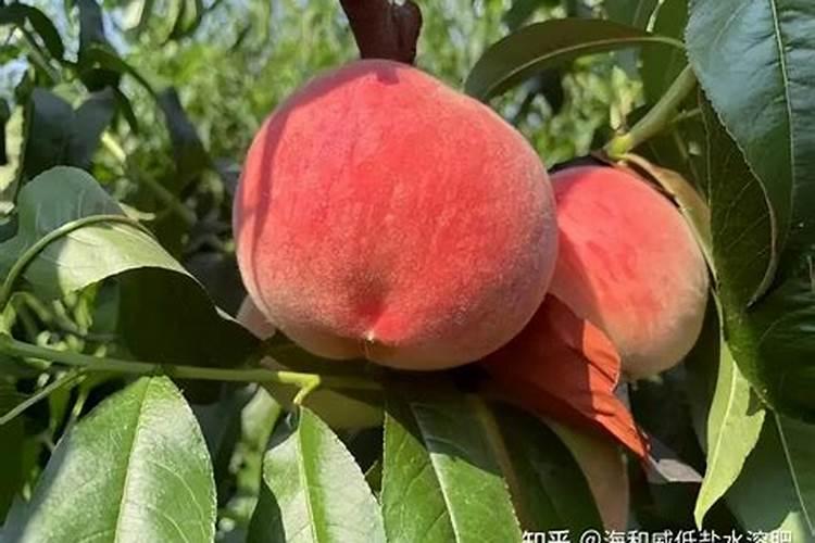 高钾肥料有什么作用,附正确的使用方法