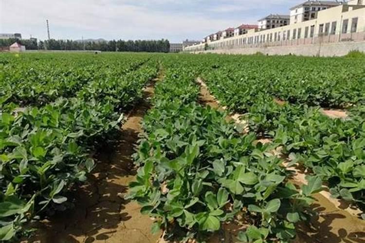 红壤旱地花生高产栽种技术 花生养殖时需要注意什么