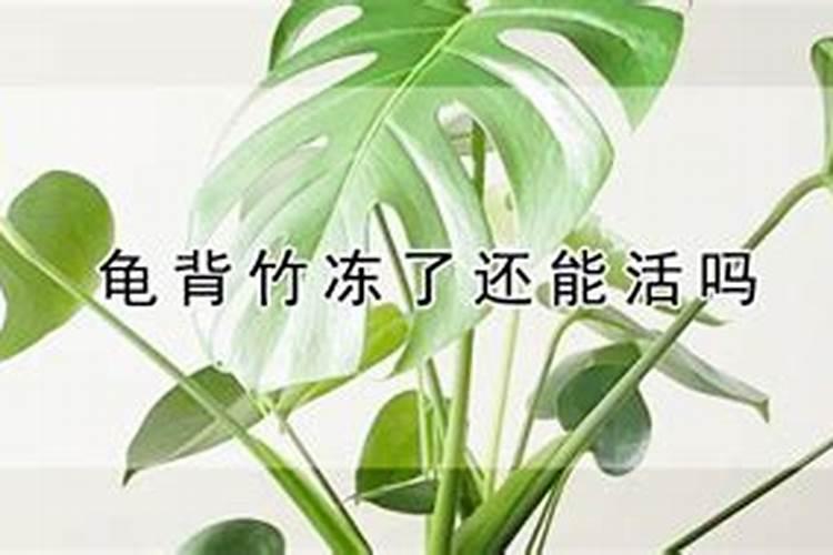龟背竹的养殖方法和注意事项有哪些