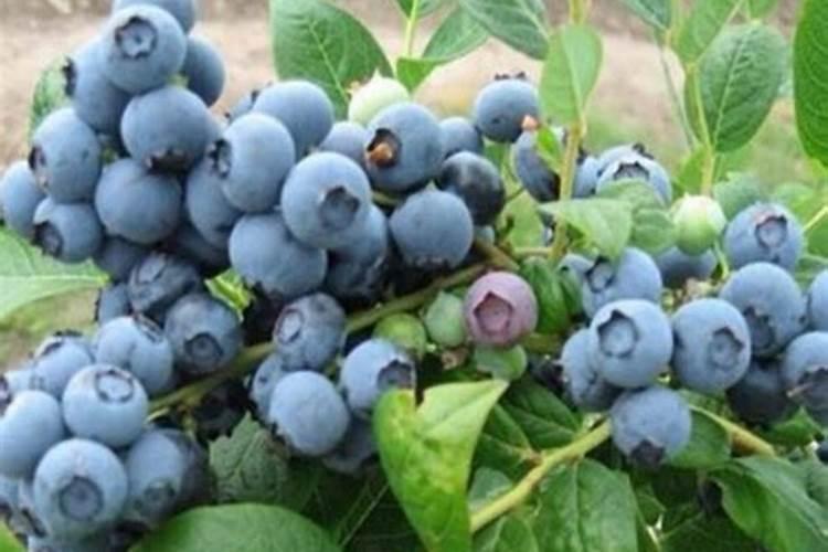 请问蓝莓用什么肥料最好