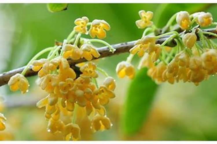 茭白种植期间锈病很常见,该怎么防治？