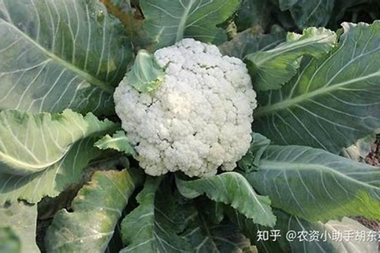 茶叶可以做花肥料吗 茶叶能做花肥吗