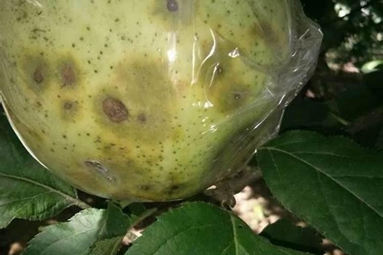 番茄下些高钙肥能减少病害吗？