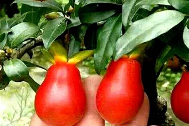 金弹子开花结果用刘体硼好不好？