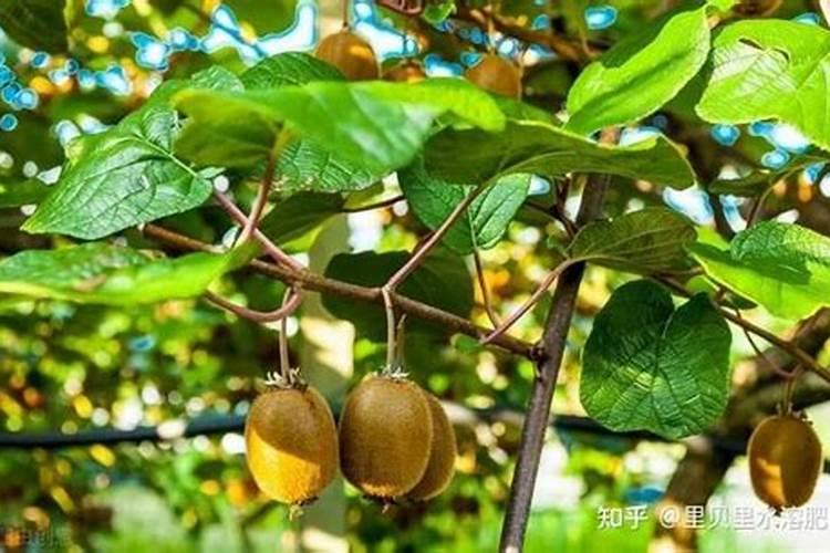 土壤长青苔很多,发红什么情况？怎么改善,苗子已经出来