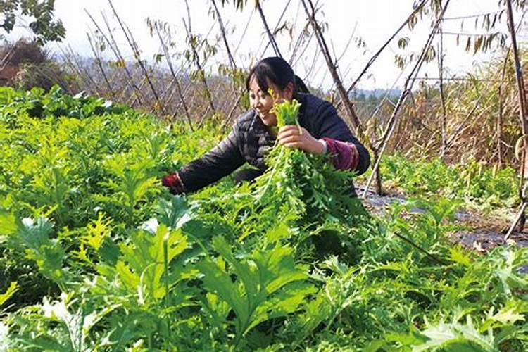 果树缺硼保花保果难,为什么用了很多硼肥,可效果总不好？