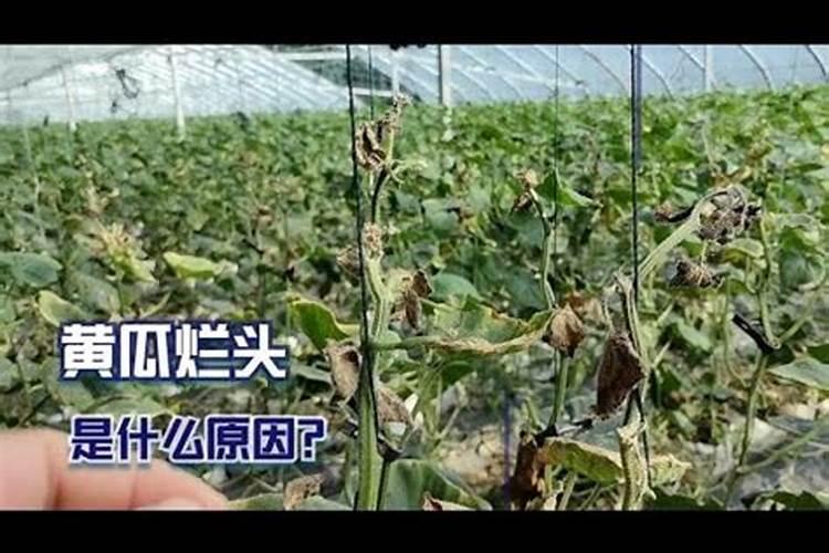 肾脏病常用药物的作用及不良反应
