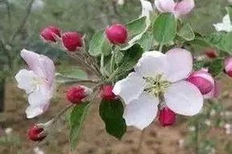 苹果用什么水溶肥好