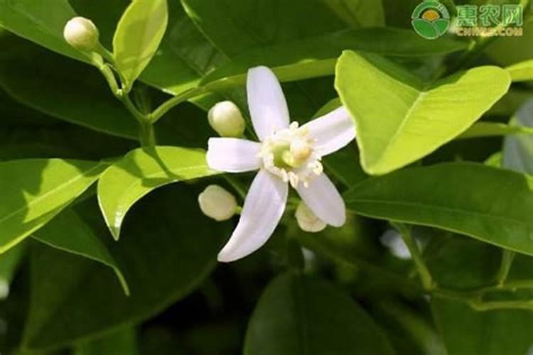 果树促花用什么叶面肥好？