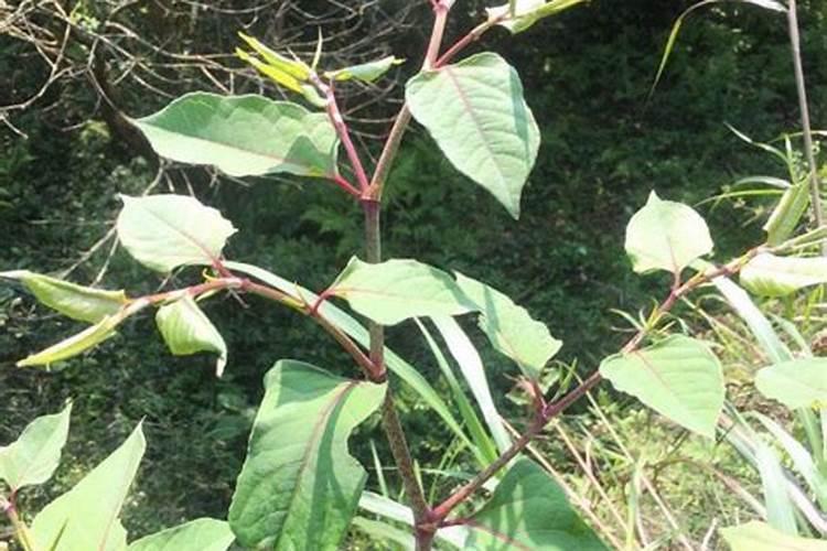 燃气厂什么植物不能种