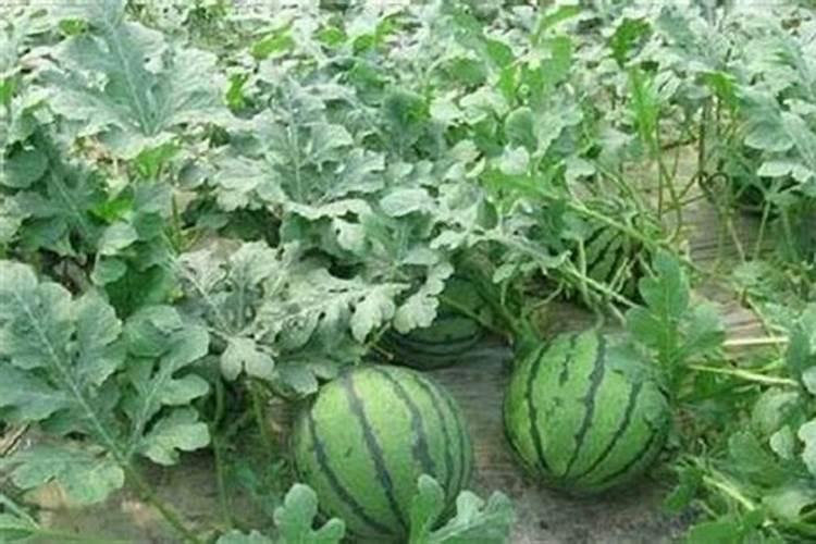 种西瓜用什么肥料最好