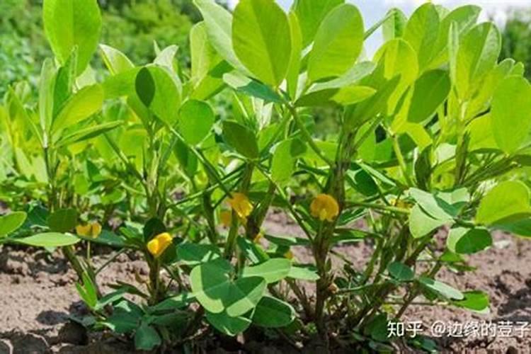花生蛴螬防治时间与方法