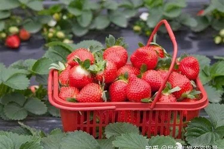 莴苣多久浇次水一次啊