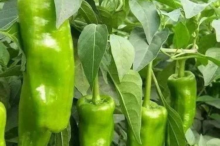 辣椒施什么肥料最好
