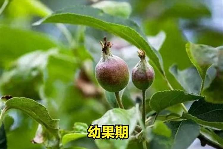矿源黄腐酸钾对棉花的作用？黑金晶冲施矿源一亩地多少用量