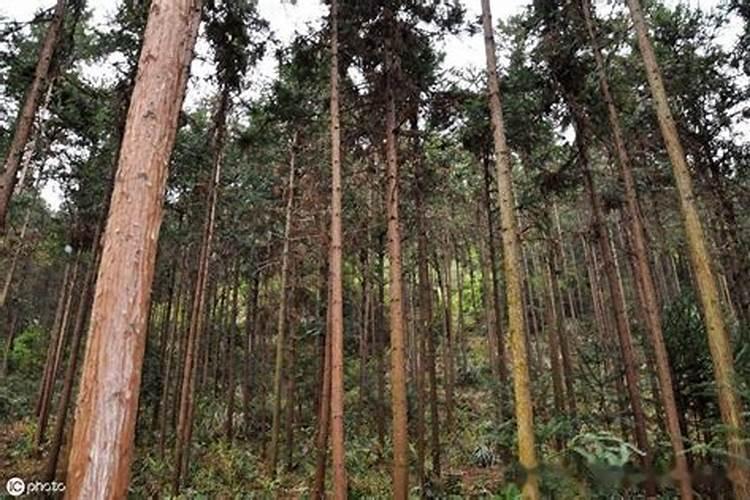 大杉木树应该施什么肥料