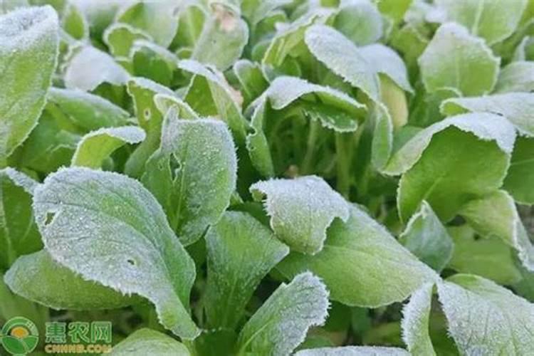 农作物防冻药有哪些