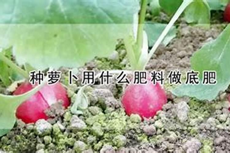 种萝卜用什么肥料做底肥