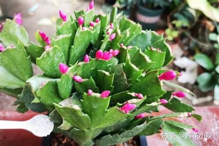 蟹爪兰一般养几年开花
