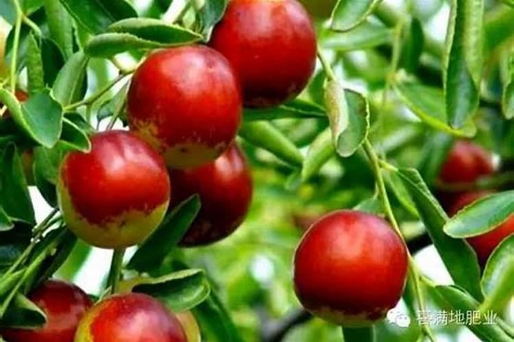 油菜籽种植时间与生长周期知道吗？
