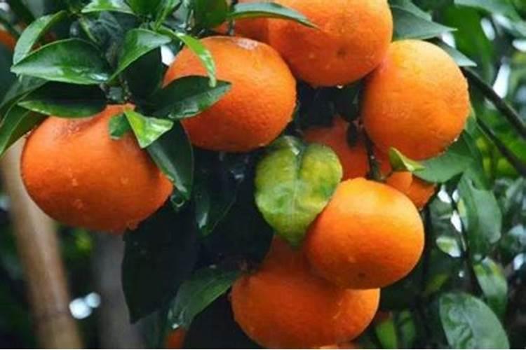 沃柑果树开花时干旱天气久了可以直接淋肥吗？