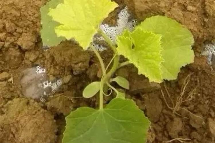 哈密瓜后期要想膨果用什么肥料？