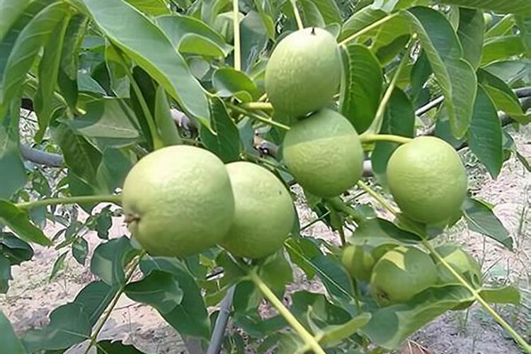 桂花用什么肥料最好最旺？