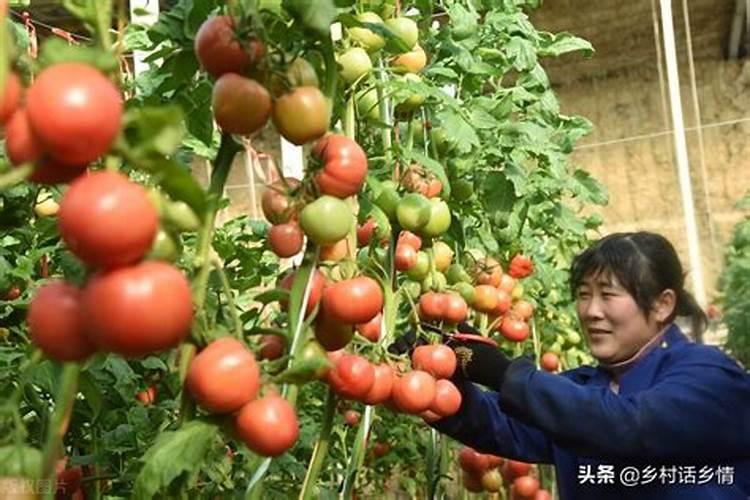 济南哪有小麦加工面粉的？